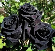🌹 Cultiva Rosas Negras en tu Propio Jardín… y sorprende a todos con su belleza única